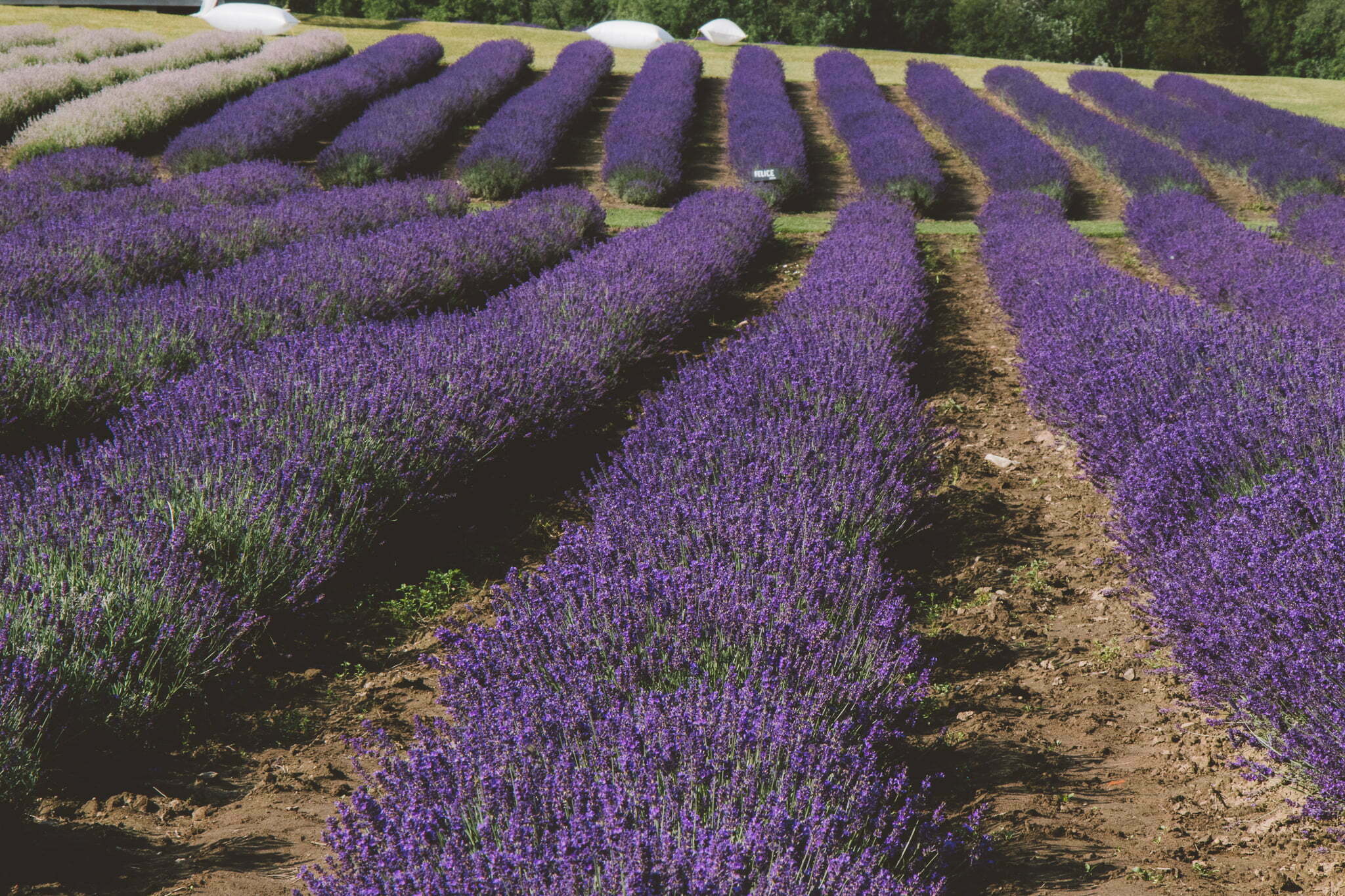 Lavandu lauki “Lillas Lavender”