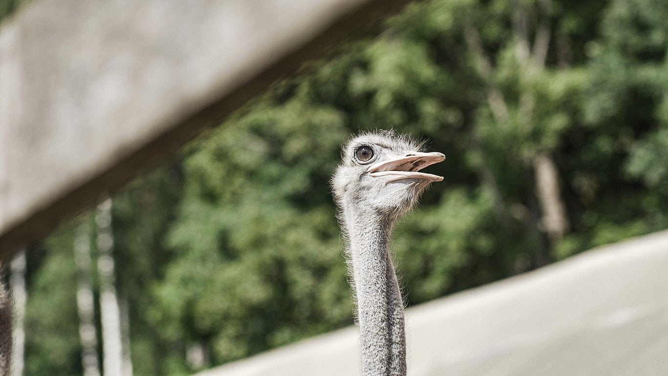 Mini Zoo “Karlīnas”