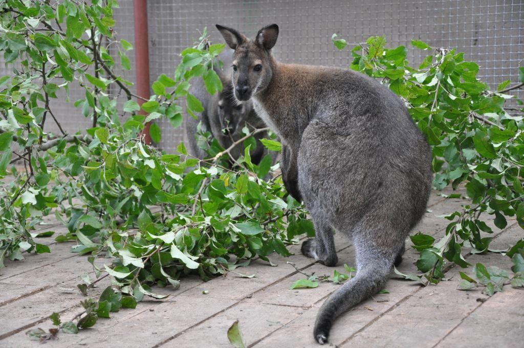 Mini zoo “Dobuļi”