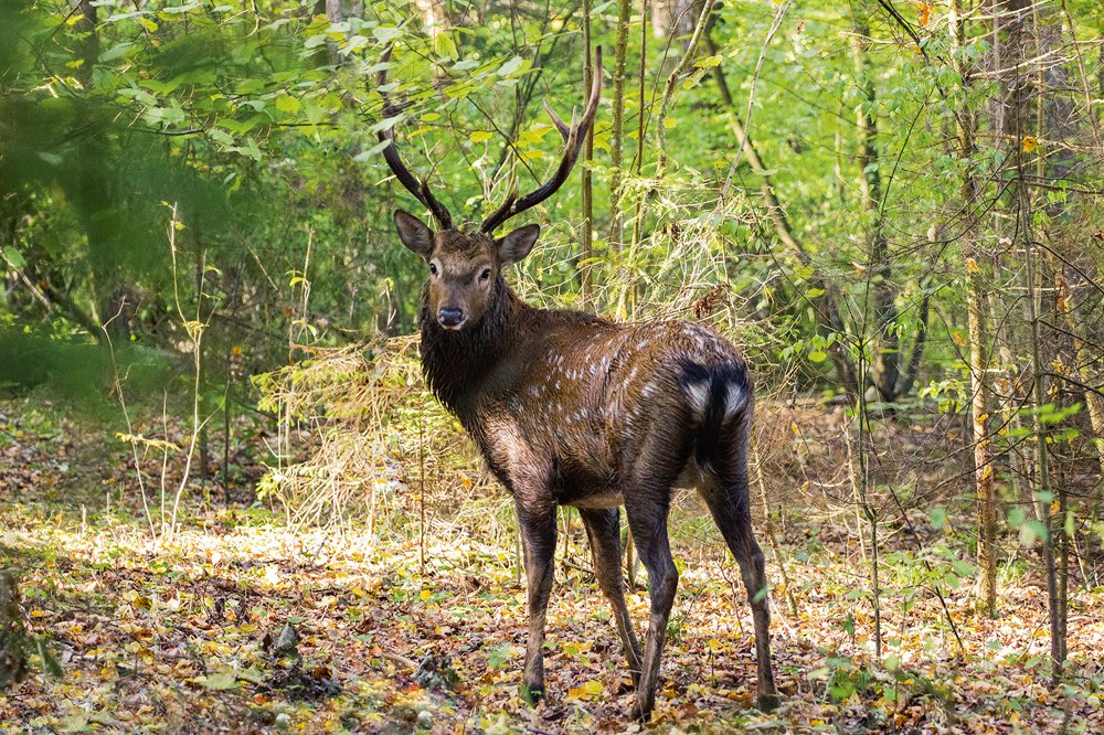 Briežu dārzs “Jaunozoli”