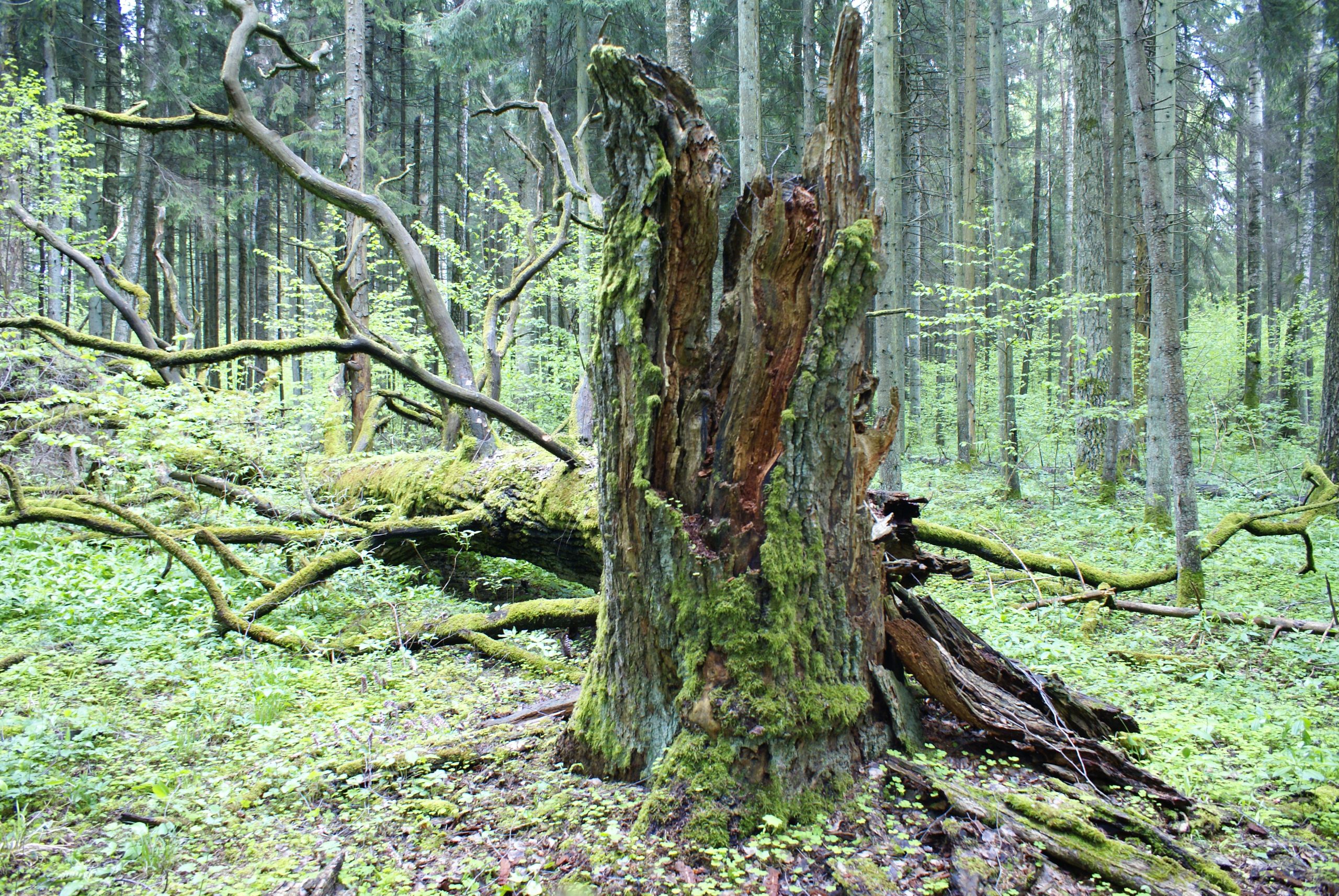 Dabas liegums “Ukru gārša”